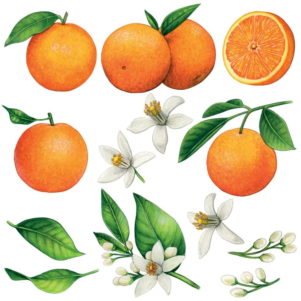waterverf hand- getrokken realistisch sinaasappels en oranje bloemen vector