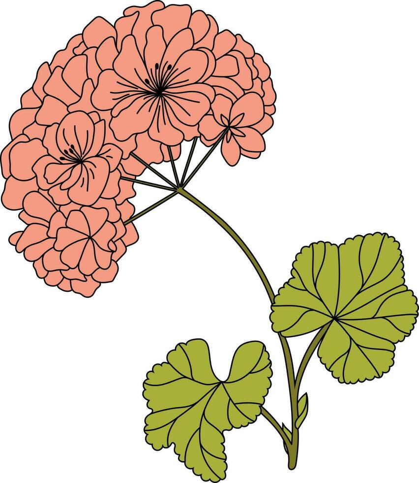 bekleed malva bloem. stokroos. vector. vector