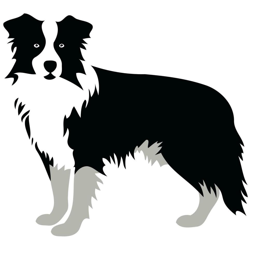 hond van de ras grens collie silhouet in zwart en wit vector