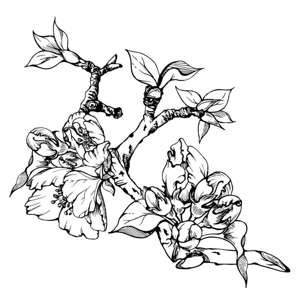 hand- getrokken inkt appel bloemen Aan Afdeling met bladeren, monochroom vector, gedetailleerd schets. plein samenstelling geïsoleerd Aan wit achtergrond. ontwerp voor muur kunst, bruiloft, afdrukken, kleding stof, kaart, uitnodiging. vector