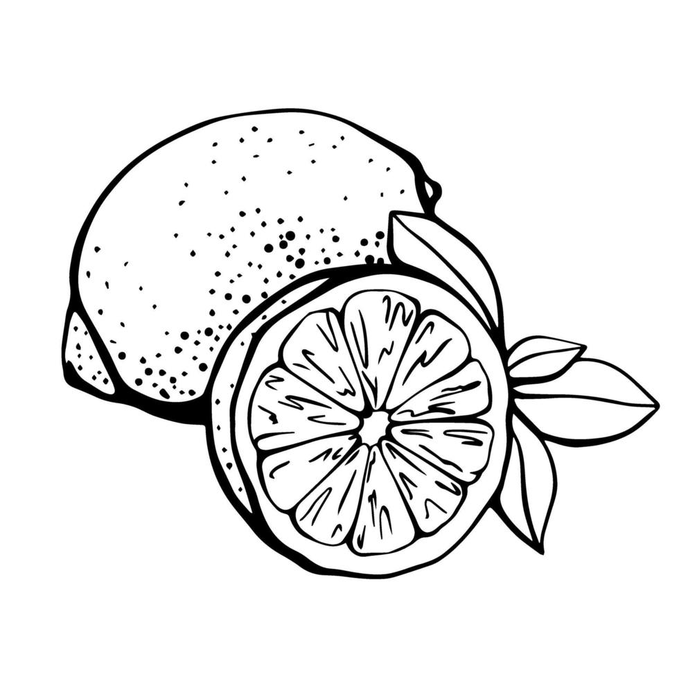 citroen geïsoleerd op een witte achtergrond. citroen en schijfje citroen. versterking van het immuunsysteem en de gezondheid. hand getrokken illustratie in doodle stijl vector