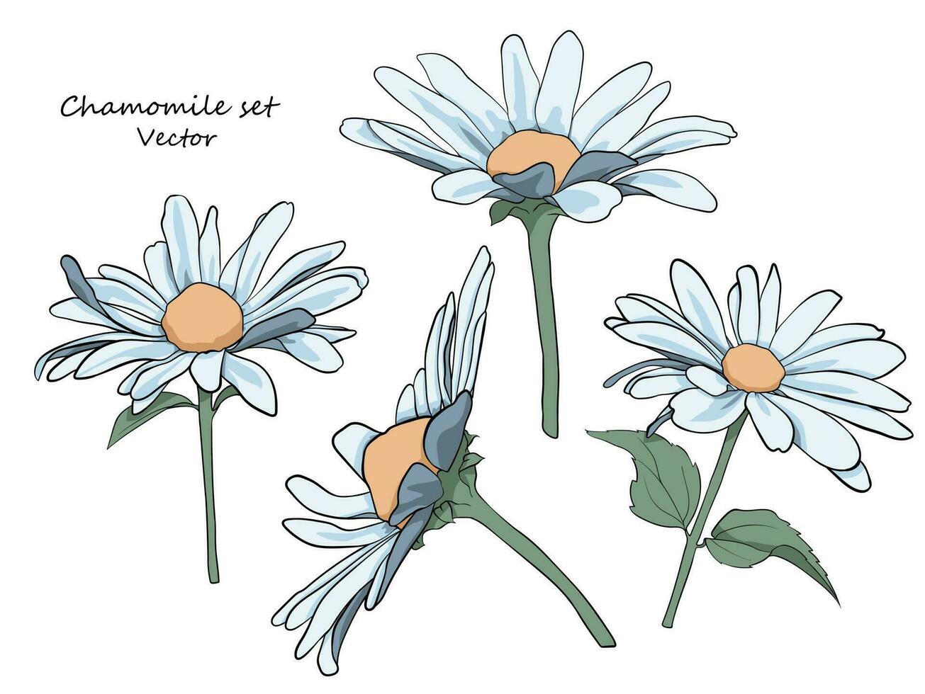 bloemen reeks van madeliefjes. een reeks voor tekening omhoog bloem regelingen voor decoratie, ontwerp van ansichtkaarten, textiel, papier, afdrukken, stoffen, enz. vector grafiek.