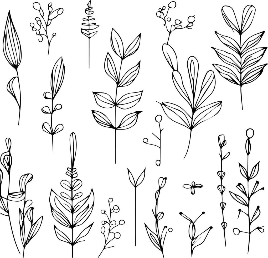 gemakkelijk botanisch lijn tekening, gemakkelijk botanisch bloem tekeningen, gemakkelijk botanisch krabbels. esthetisch bloem krabbels, botanisch tekeningen, botanisch tekeningen van bloemen, botanisch tekeningen van wilde bloemen. vector