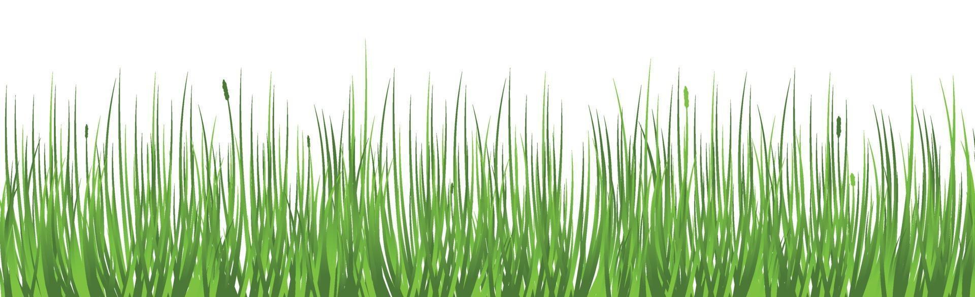 groen sappig gras op een witte achtergrond vector