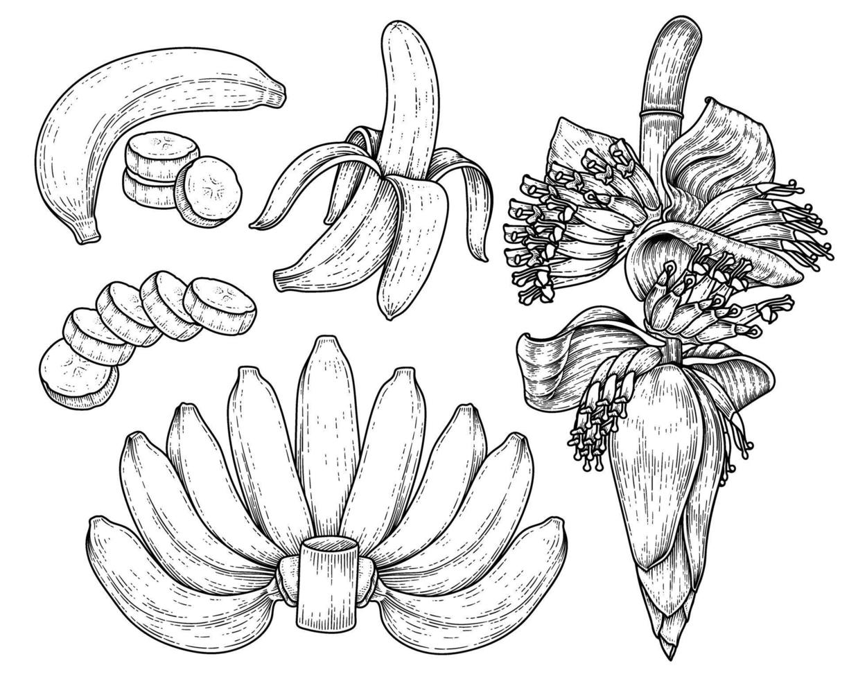 set van bananenfruit en bananenbloesem hand getrokken schets vector