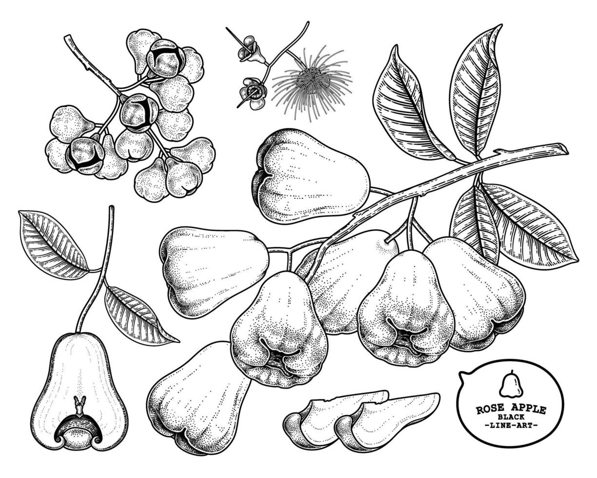 set rose apple fruit hand getrokken elementen botanische illustratie vector