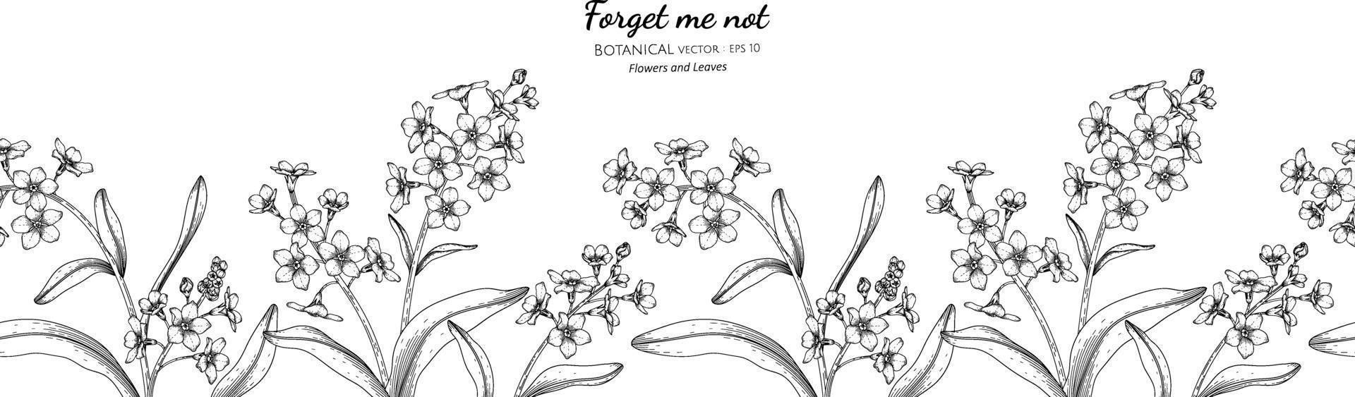 naadloze patroon vergeet me niet bloem en blad hand getrokken botanische illustratie met lijntekeningen. vector