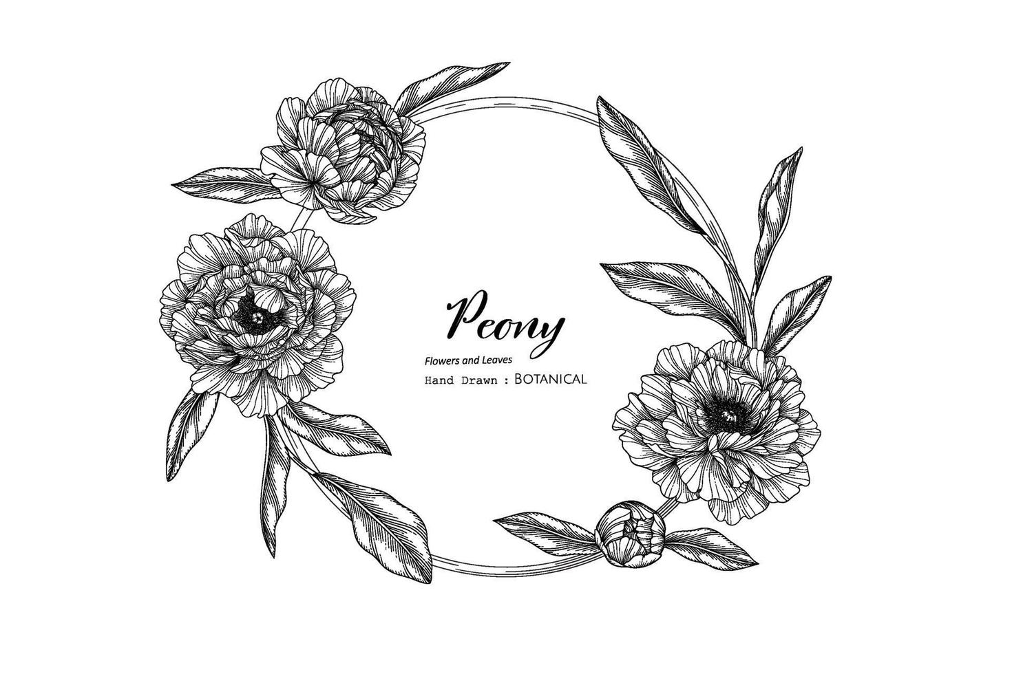 peony bloem en blad hand getekend botanische illustratie met lijntekeningen. vector