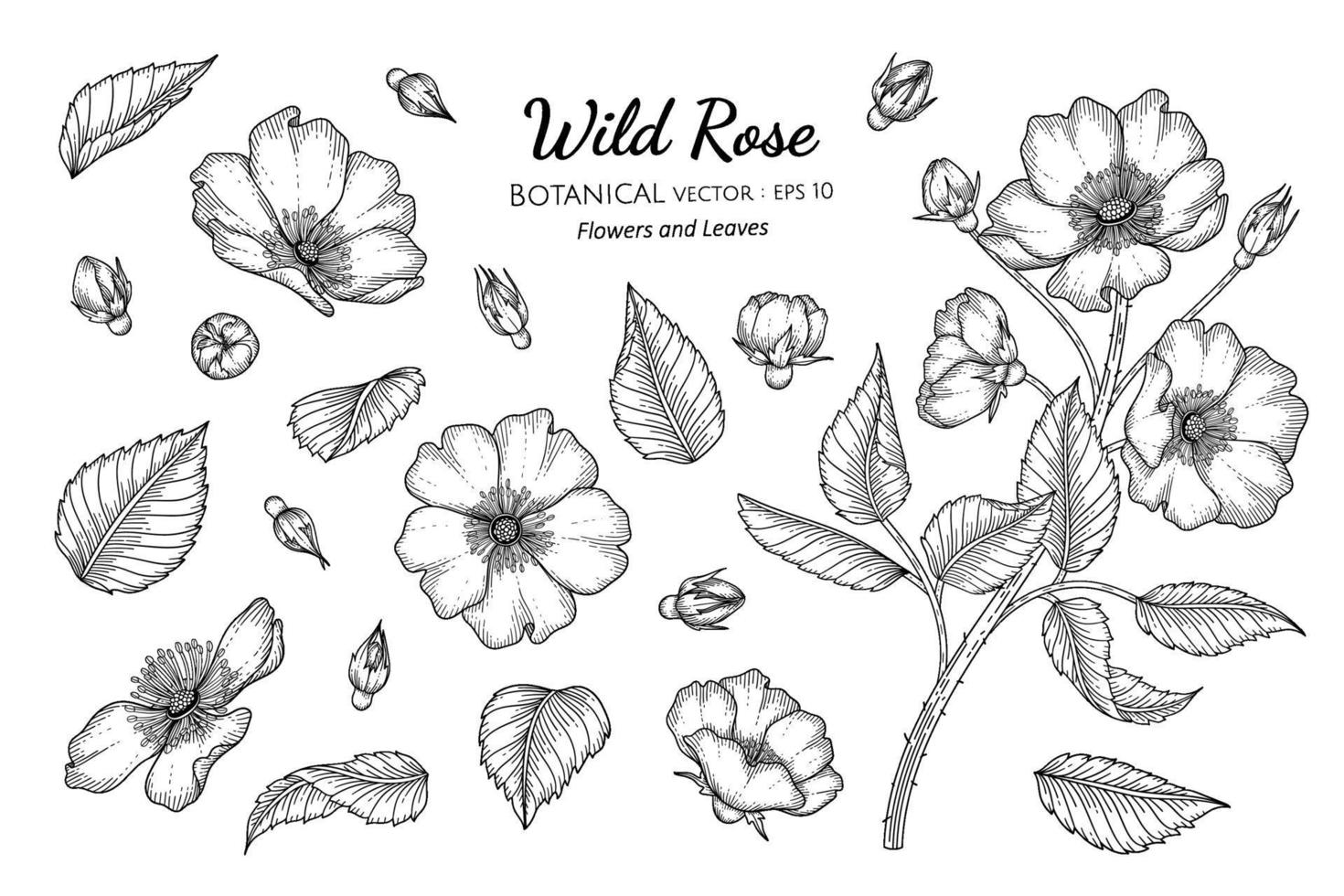 set van wilde roze bloem en blad hand getekend botanische illustratie met lijntekeningen op een witte achtergrond. vector