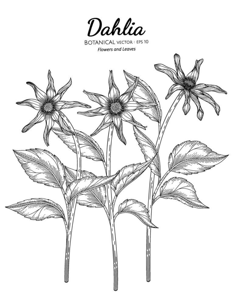 set van dahlia bloem en blad hand getekend botanische illustratie met lijntekeningen op een witte achtergrond. vector