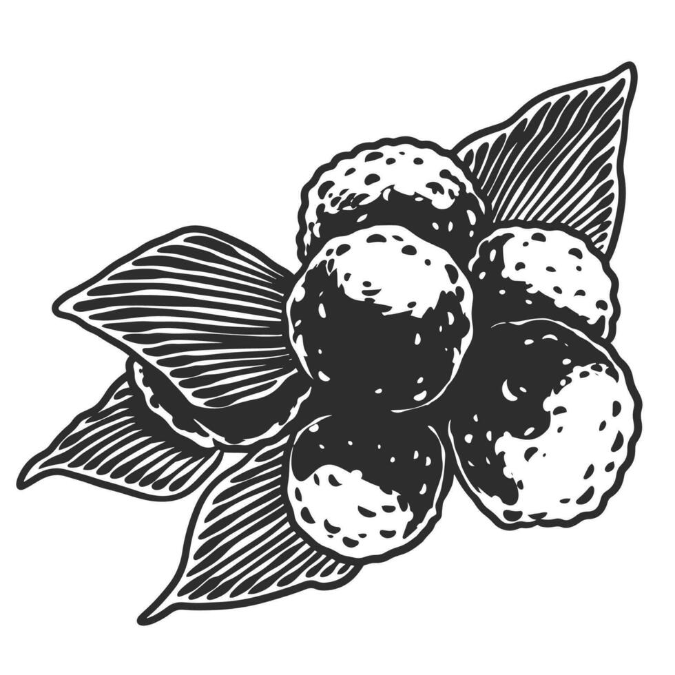 hand- getrokken essentieel olie planten tekening van bergamot vector