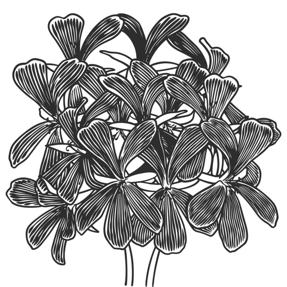 hand- getrokken essentieel olie planten tekening van geranium vector