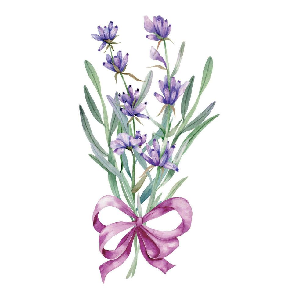 lavendel waterverf illustratie. provence kruiden hand- geschilderd geïsoleerd Aan wit achtergrond. perfect voor bruiloft uitnodigingen, bruids douche en bloemen groet kaarten vector