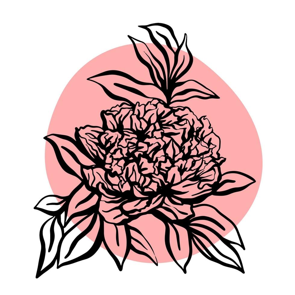 peony bloem. hand getekend vectorillustratie vector