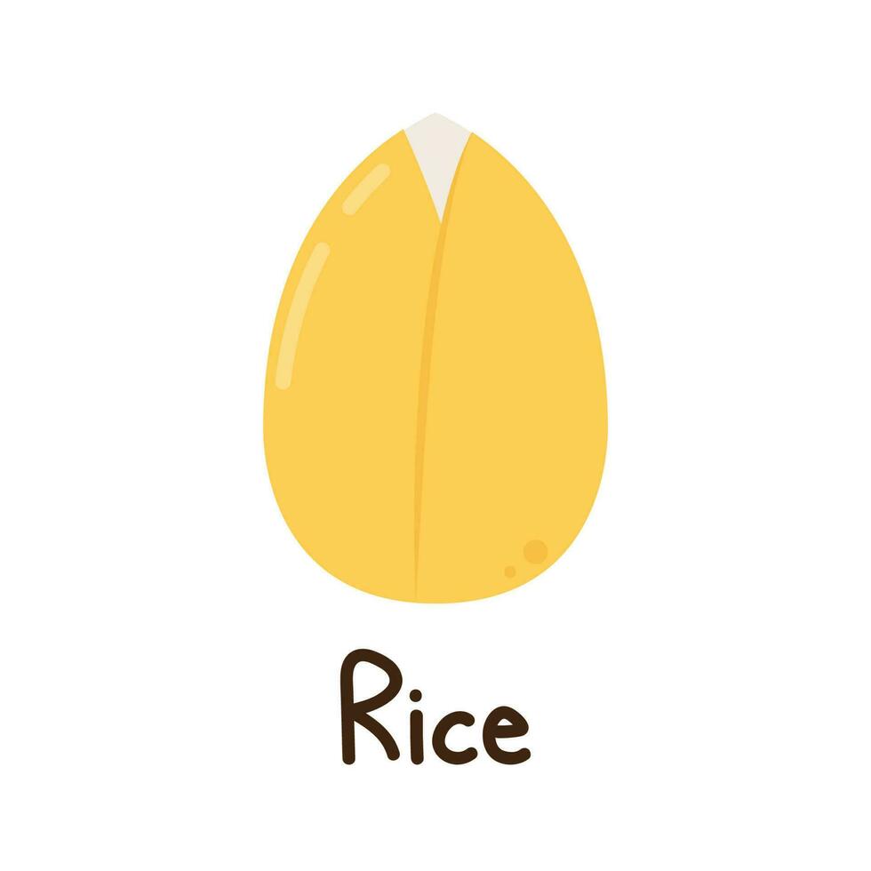 rijst- zaad vector. rijst- zaad Aan wit achtergrond. padie. vector