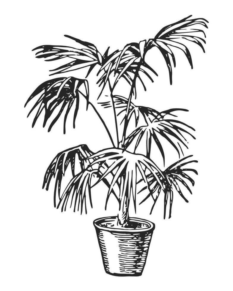 palm binnen- fabriek in een pot. hand- getrokken inkt illustratie. schetsen vector tekening.