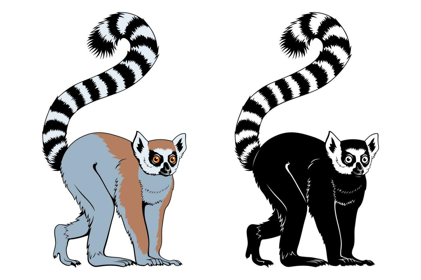 ringstaart lemur. vector kleur clip art en silhouet geïsoleerd Aan wit.