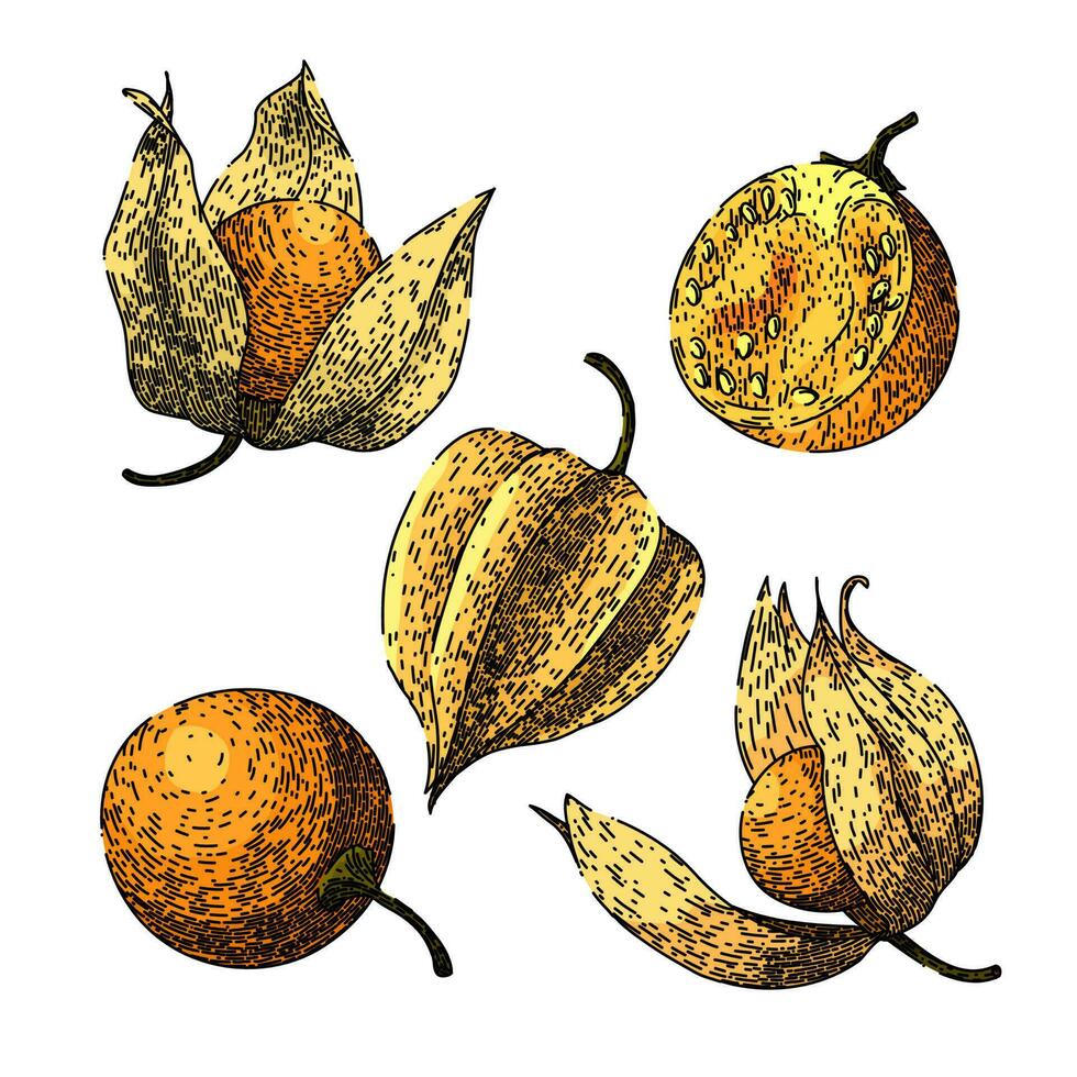 physalis fruit BES reeks schetsen hand- getrokken vector