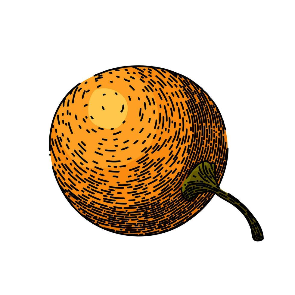 physalis fruit BES schetsen hand- getrokken vector