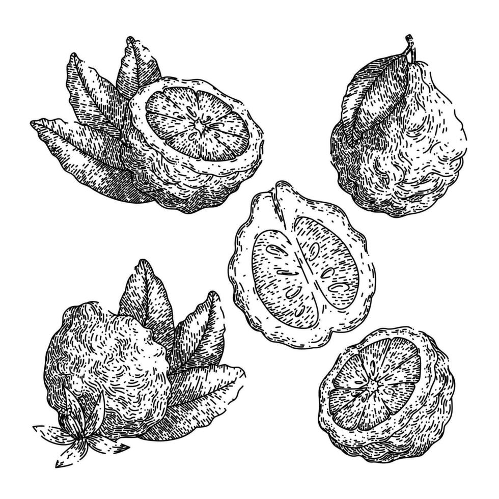 bergamot fruit natuurlijk reeks schetsen hand- getrokken vector