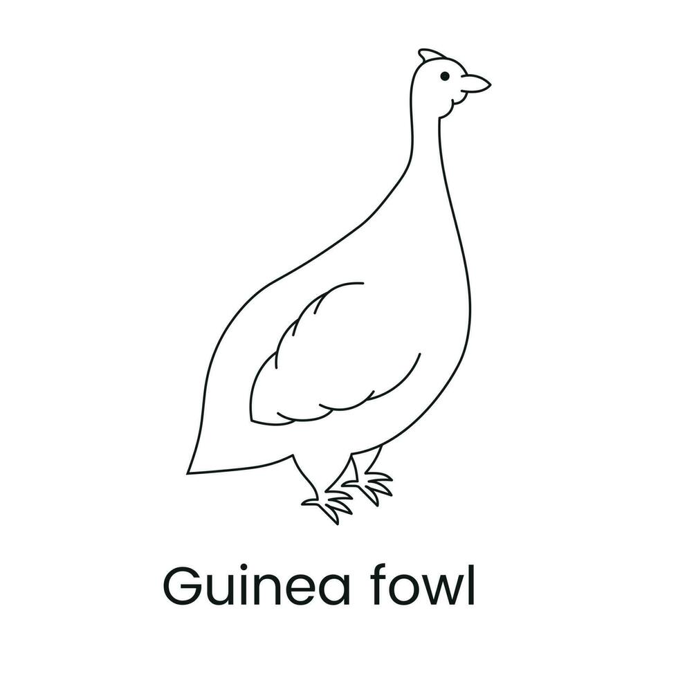 Guinea kip icoon lijn in vector, illustratie van een vogel. vector