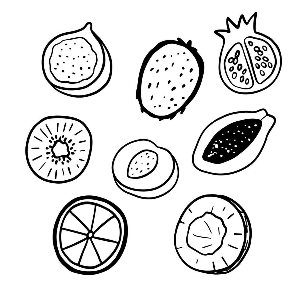kokosnoot, oranje, perzik, kiwi tekening illustraties. schets schattig voor de helft fruit reeks geïsoleerd Aan wit vector