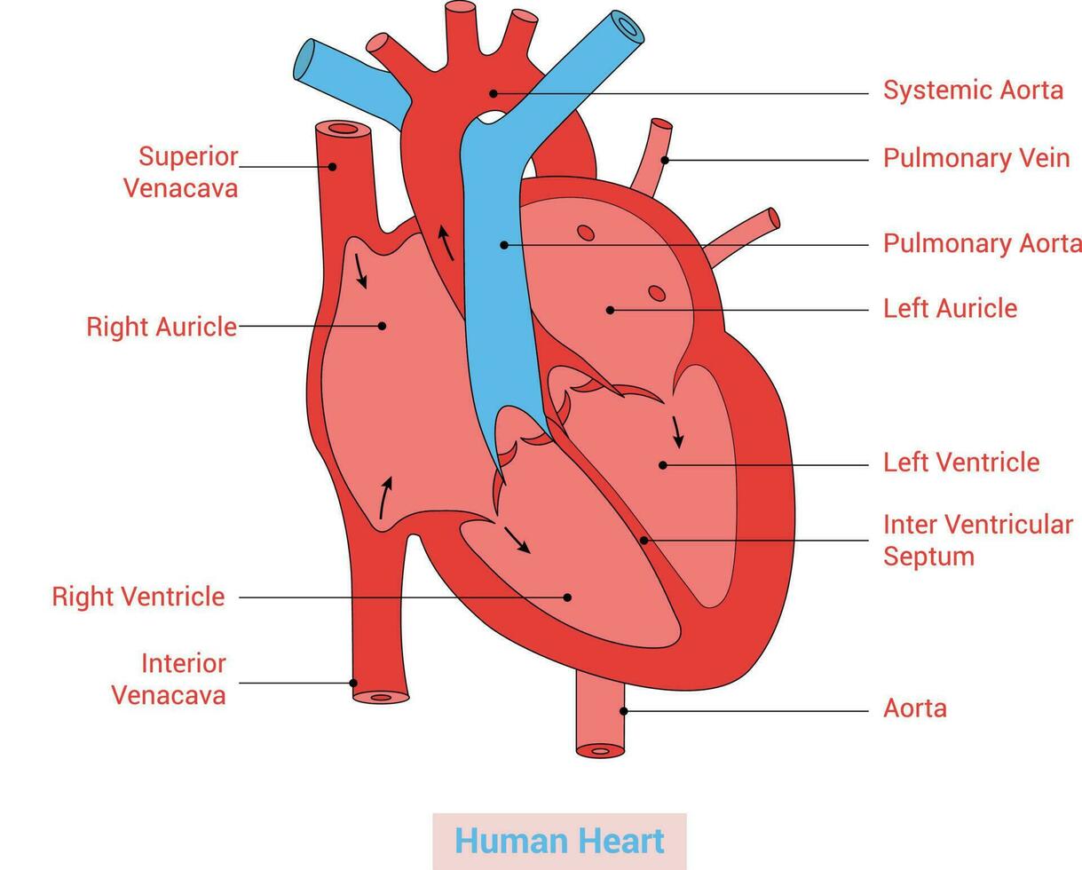 menselijk hart anatomie vector illustratie ontwerp