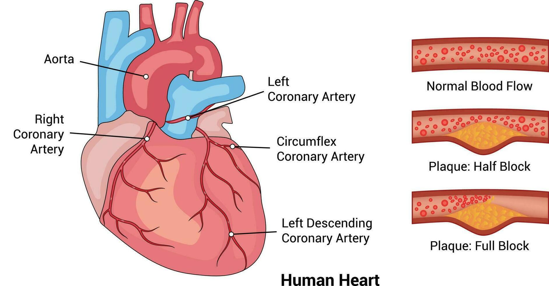 menselijk hart slagader illustratie tekening ontwerp vector