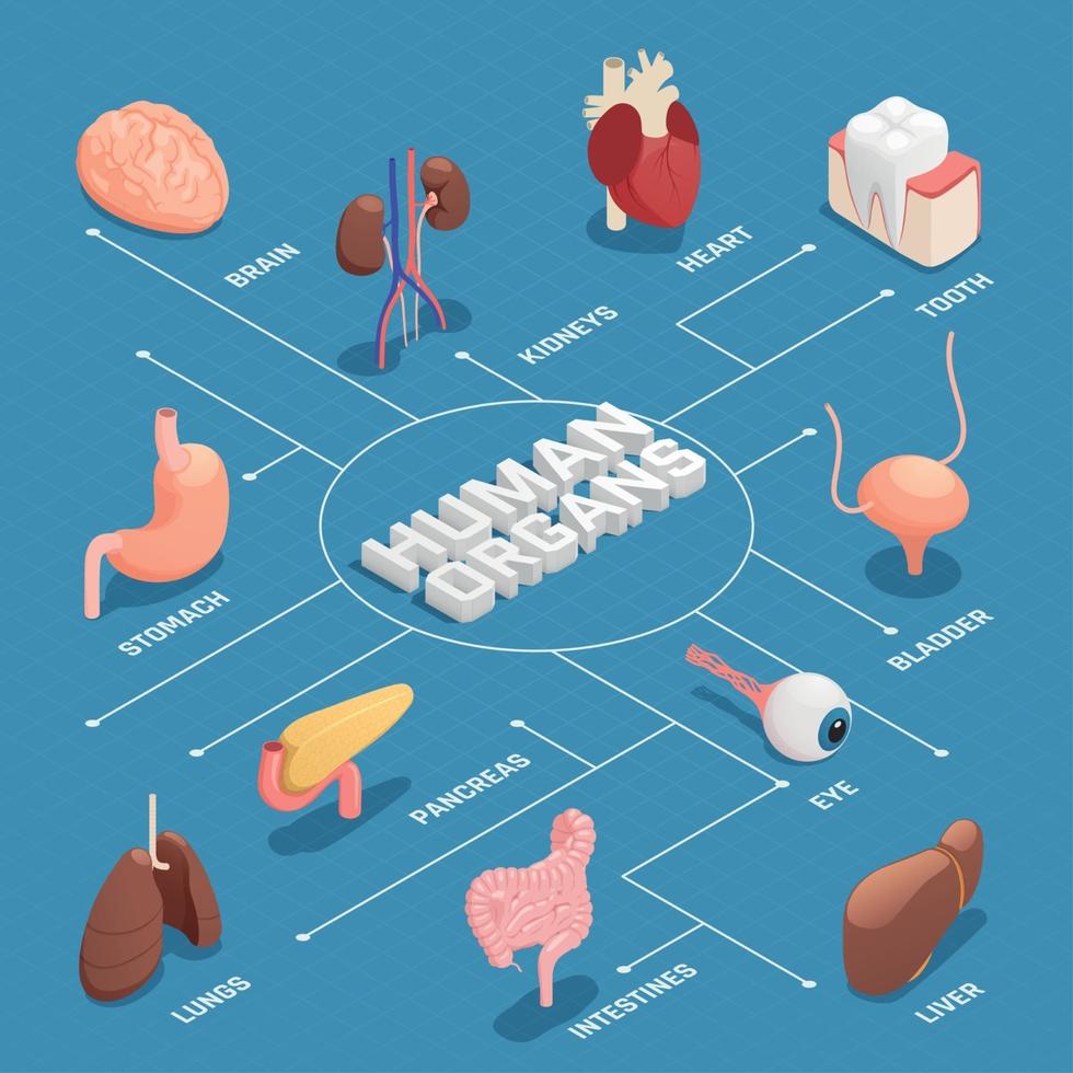 menselijke organen isometrische stroomdiagram vectorillustratie vector