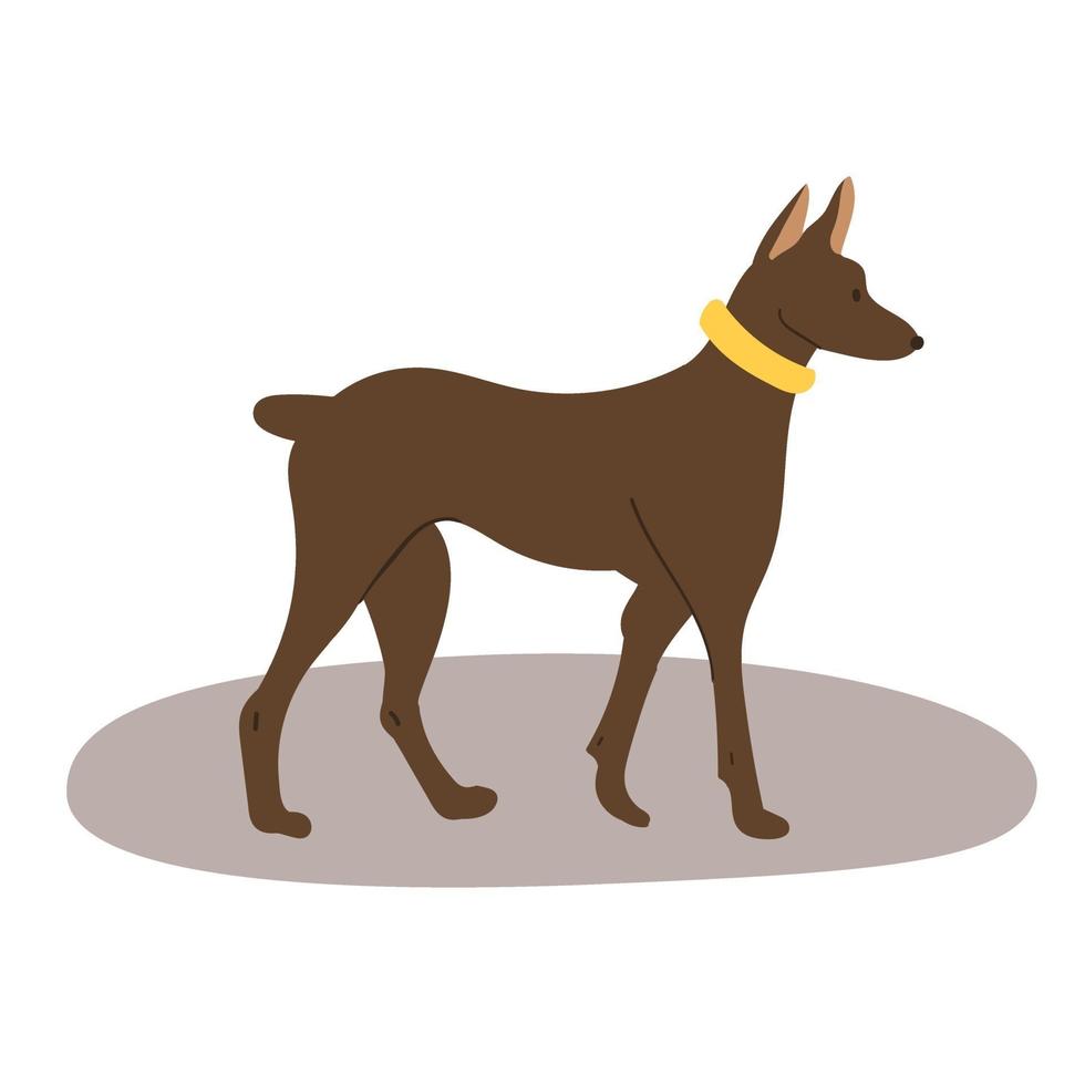 een pygmee pinscher puppy. doberman pinscher is een hondenras. platte cartoon vectorillustratie vector