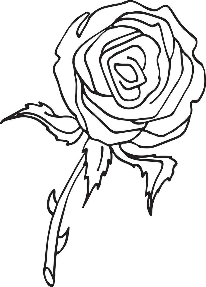roos, hand- getrokken vector illustratie, bloemen lijn tekening, reeks van monochroom bloem, lijn kunst, zwart en wit, illustratie, vector