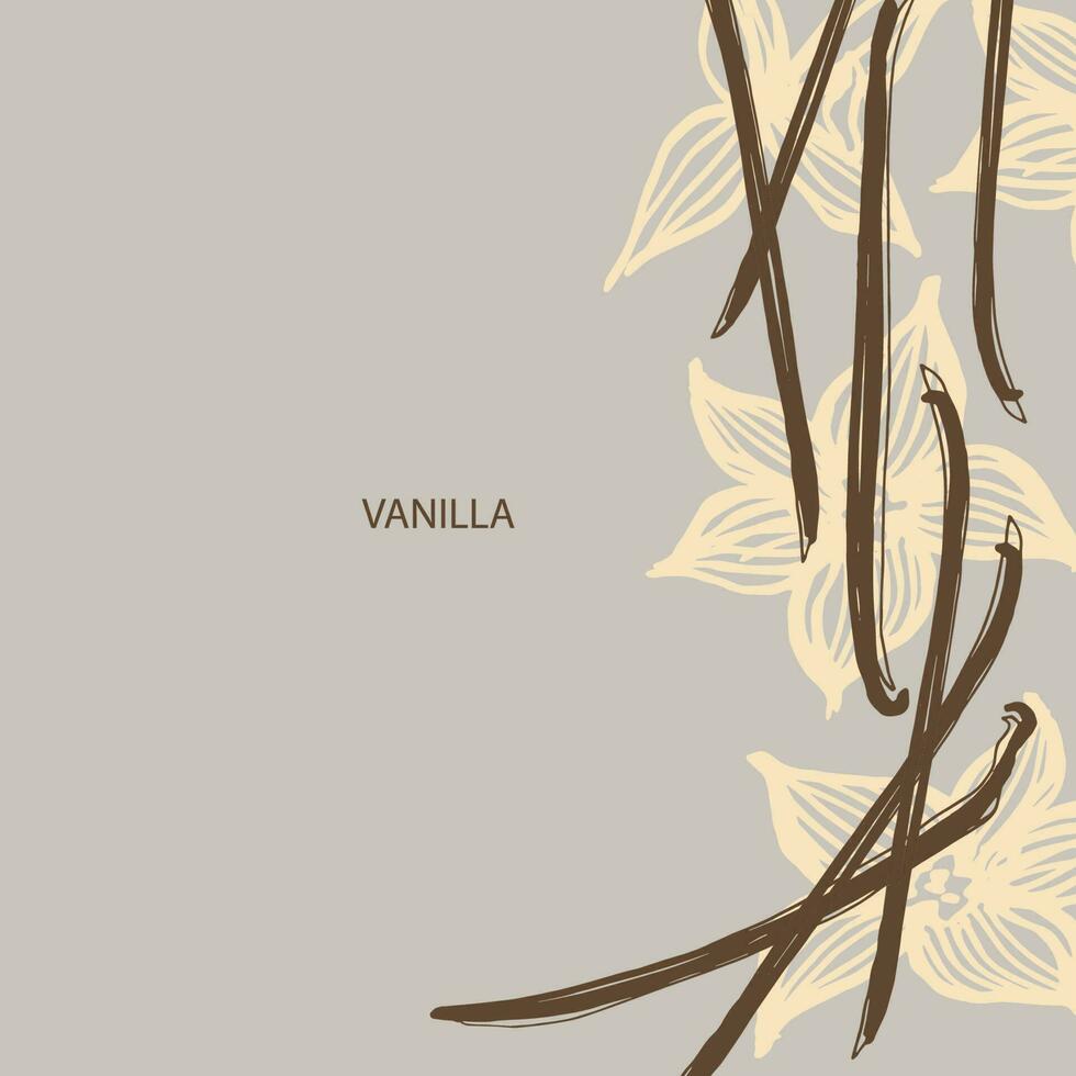 vanille. bloem en stokjes van vanille fabriek. reeks met peulen, vector beeld sjabloon. geurig specerijen illustratie. abstract achtergrond. hand- getekend.voor label, poster, kaart, spandoek. ontwerp element. vector