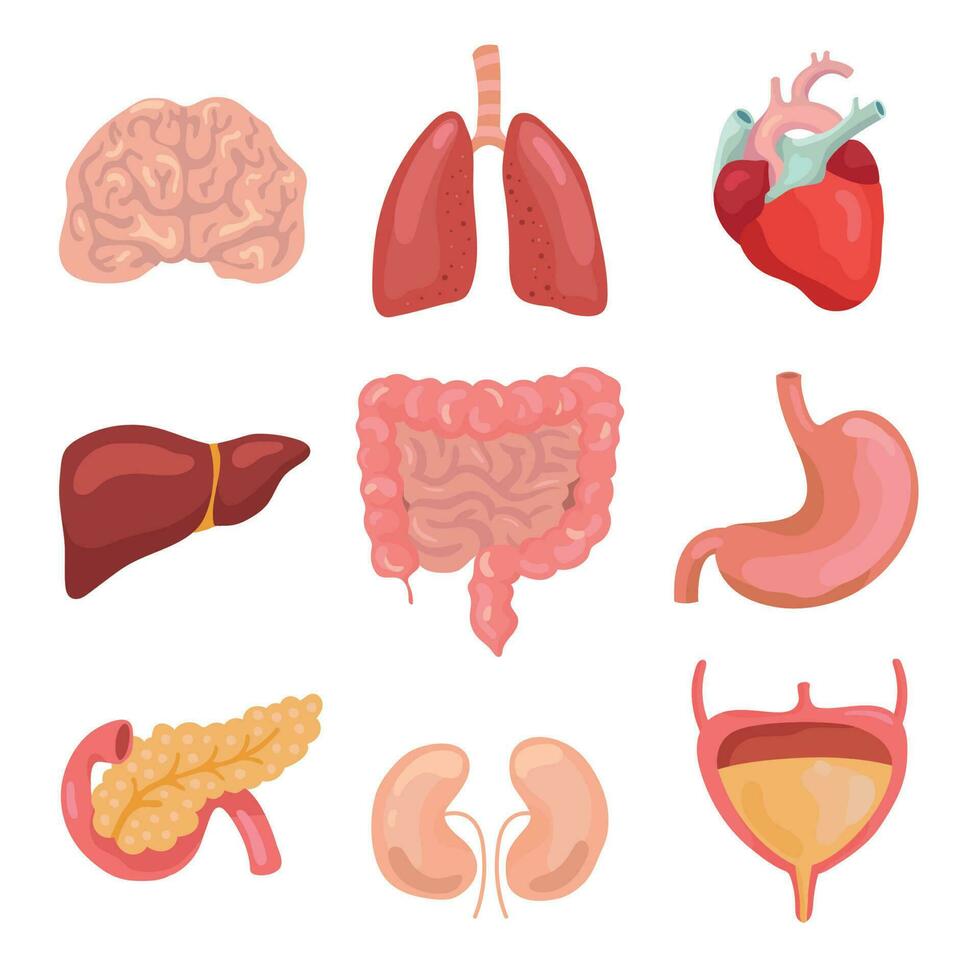 tekenfilm menselijk lichaam organen. gezond spijsvertering, bloedsomloop. orgaan anatomie pictogrammen voor medisch tabel vector reeks