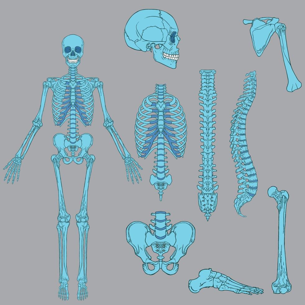 lichtblauwe kleur menselijk skelet structuur vector tekening