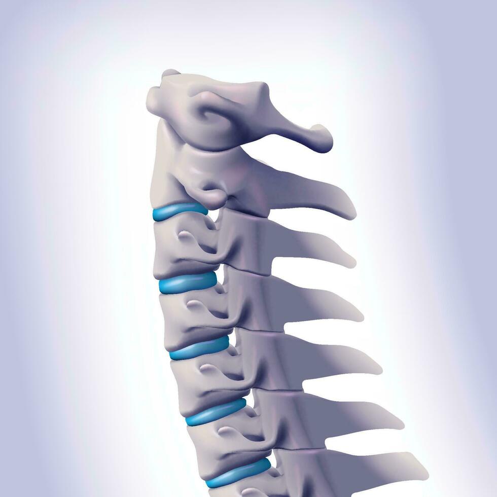 3d illustratie. cervicaal wervels verbonden naar de menselijk schedel. vector