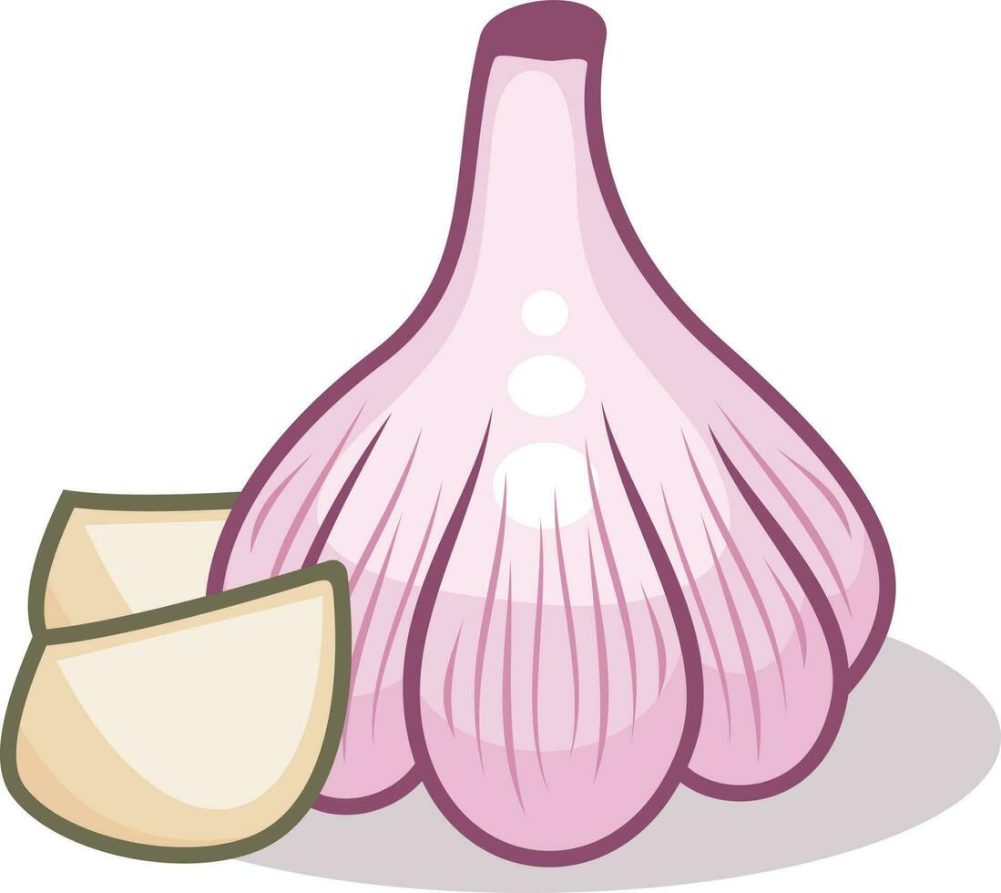 knoflook, geïsoleerd achtergrond. vector