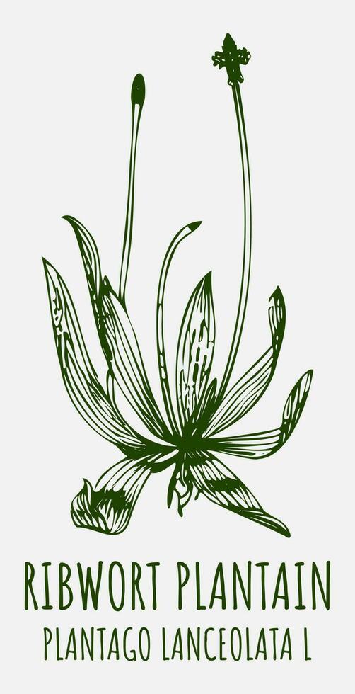 vector tekeningen ribwort weegbree. hand- getrokken illustratie. Latijns naam plantago lanceolata ik.
