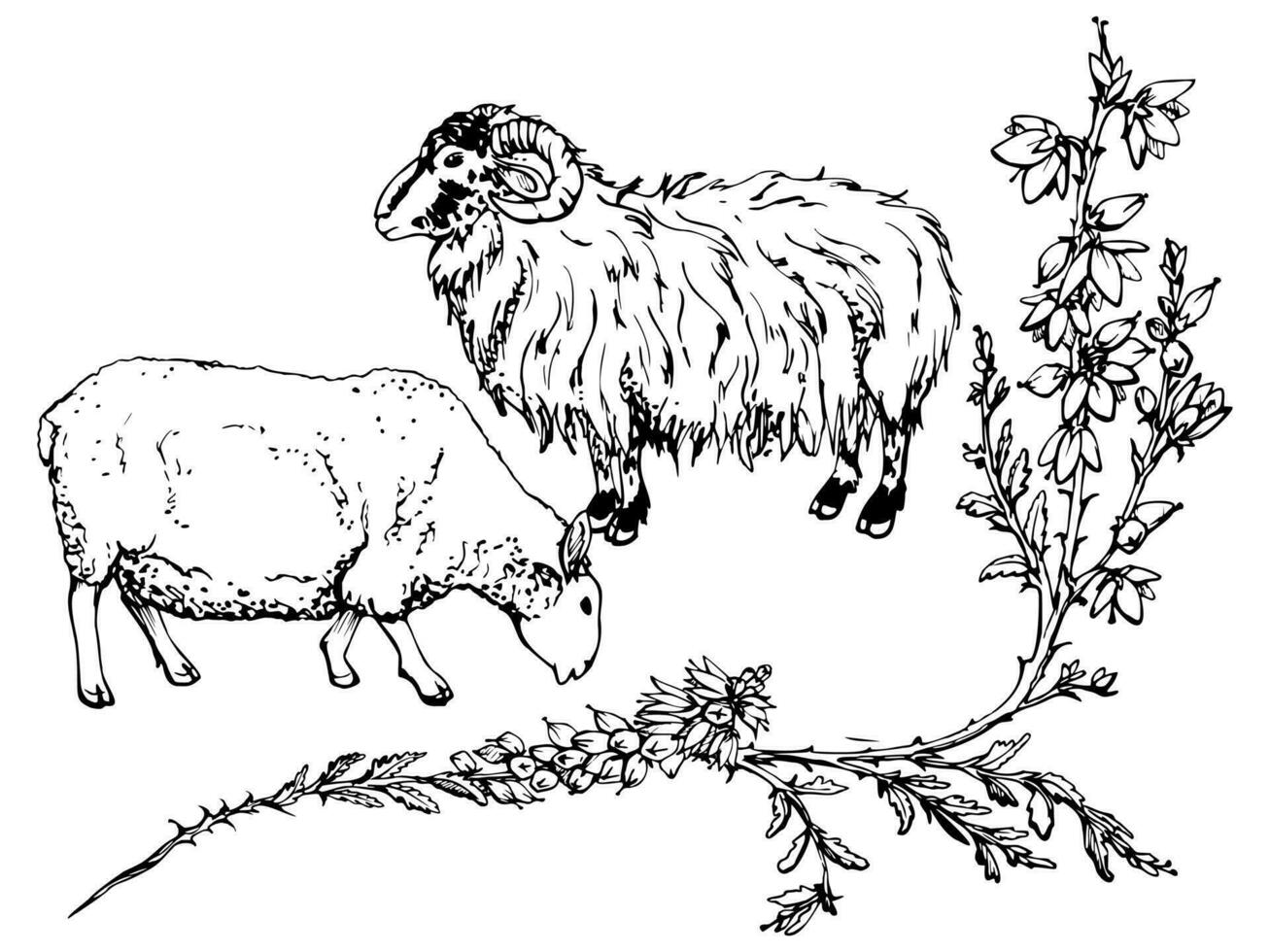 inkt hand- getrokken vector schetsen. begrazing huiselijk dier schapen vee met heide tak, bloemen bladeren en knoppen, natuur. ontwerp voor toerisme, reis, brochure, bruiloft, gids, afdrukken, kaart, tatoeëren.