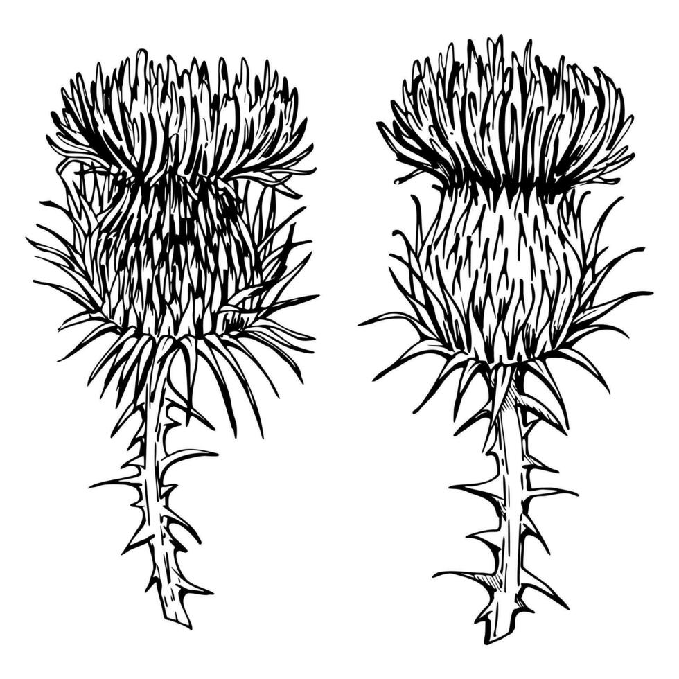 inkt hand- getrokken vector schetsen van geïsoleerd voorwerp. distel bloemhoofdjes, fabriek takken met bloemen, bladeren en doornen, natuur. ontwerp voor toerisme, reis, brochure, bruiloft, gids, afdrukken, kaart, tatoeëren.