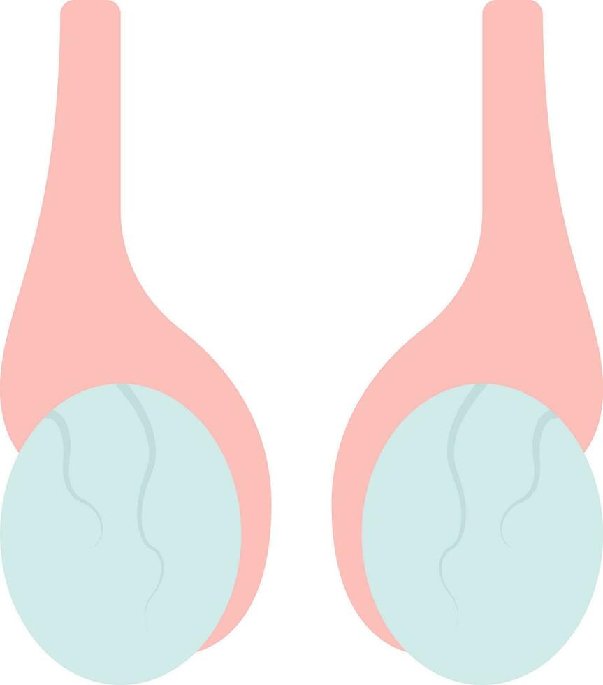 vlak scrotum anatomie icoon in grijs en roze kleur. vector