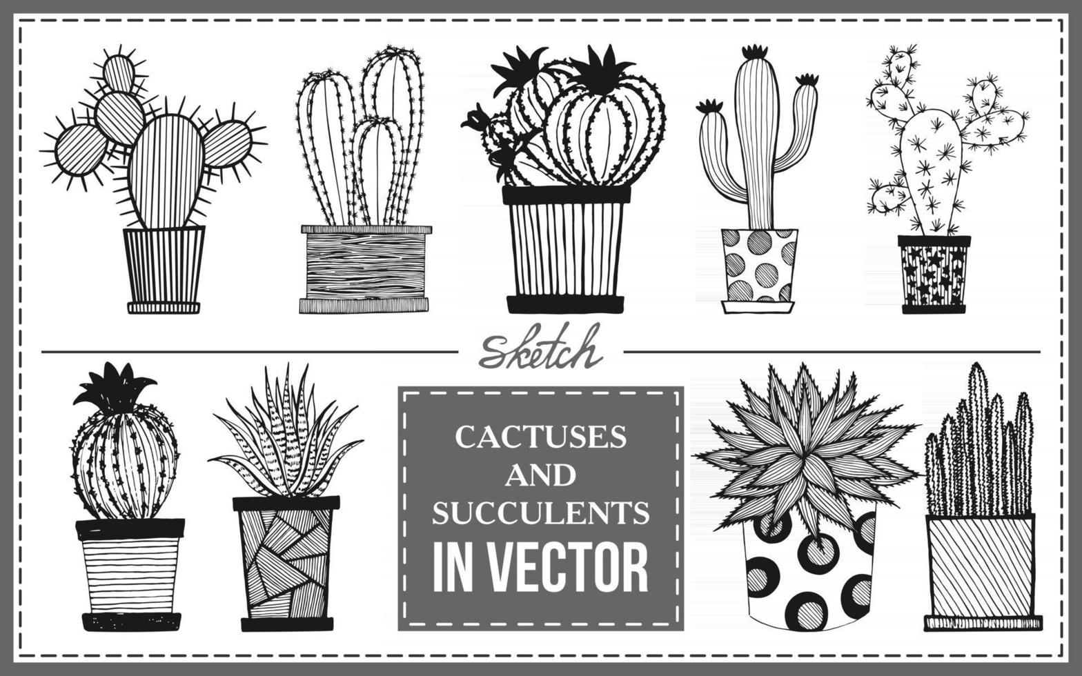 set van cactussen op een witte achtergrond vector