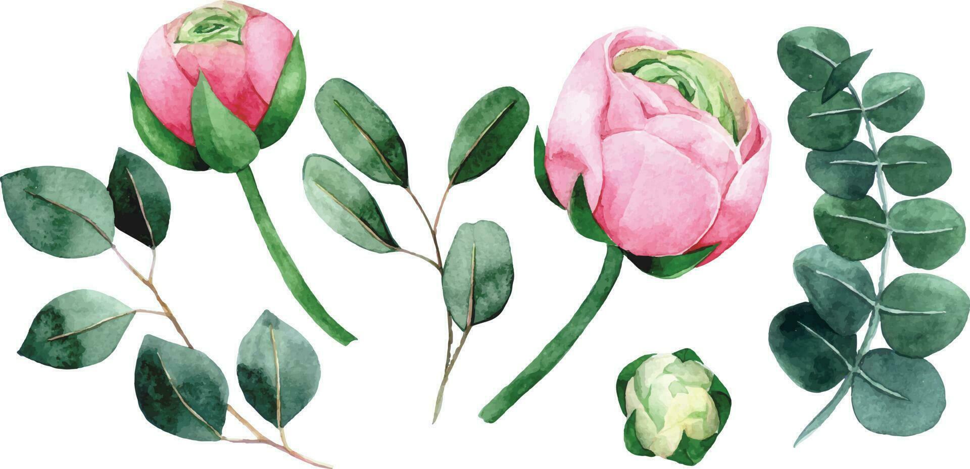 waterverf tekening. reeks van roos, pioen en eucalyptus bladeren bloemen. roze bloemen en groen bladeren Aan wit achtergrond vector