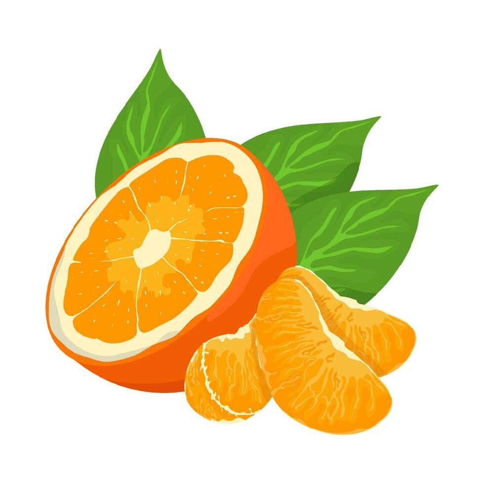 mandarijn- vers oranje fruit, bladeren vector element. reeks van geheel, besnoeiing in voor de helft, gesneden Aan stukken oranje sap