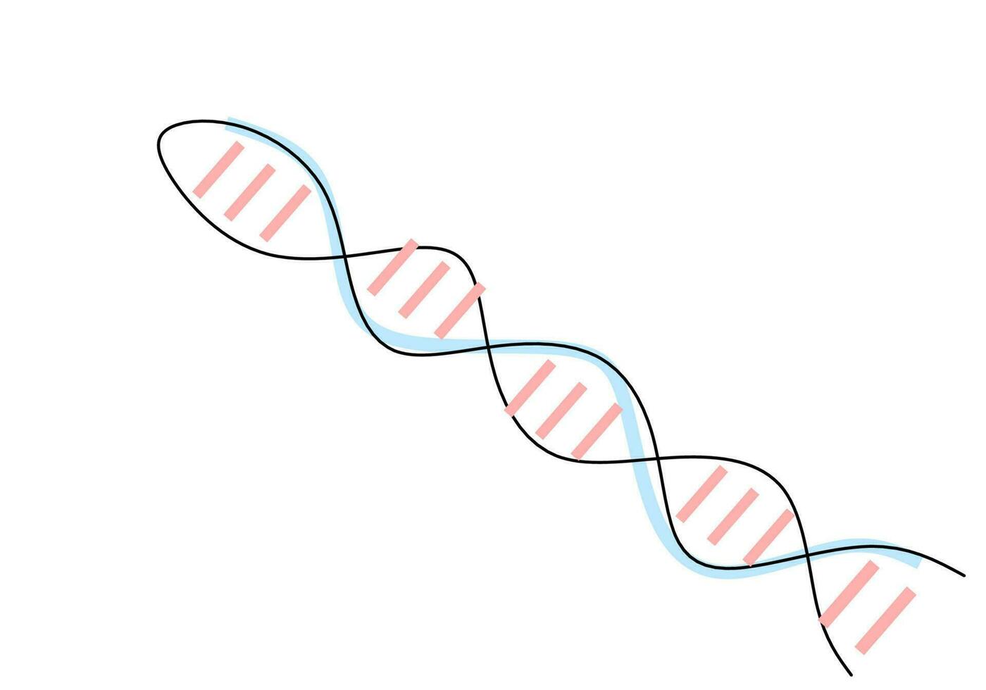 een doorlopend single lijn tekening van dna geïsoleerd Aan wit achtergrond vector