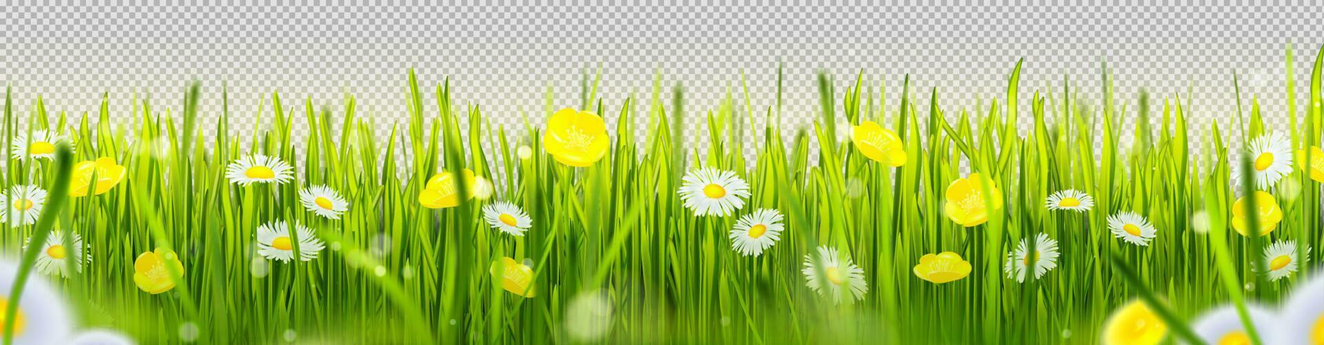 realistisch groen gras grens met bloemen vector