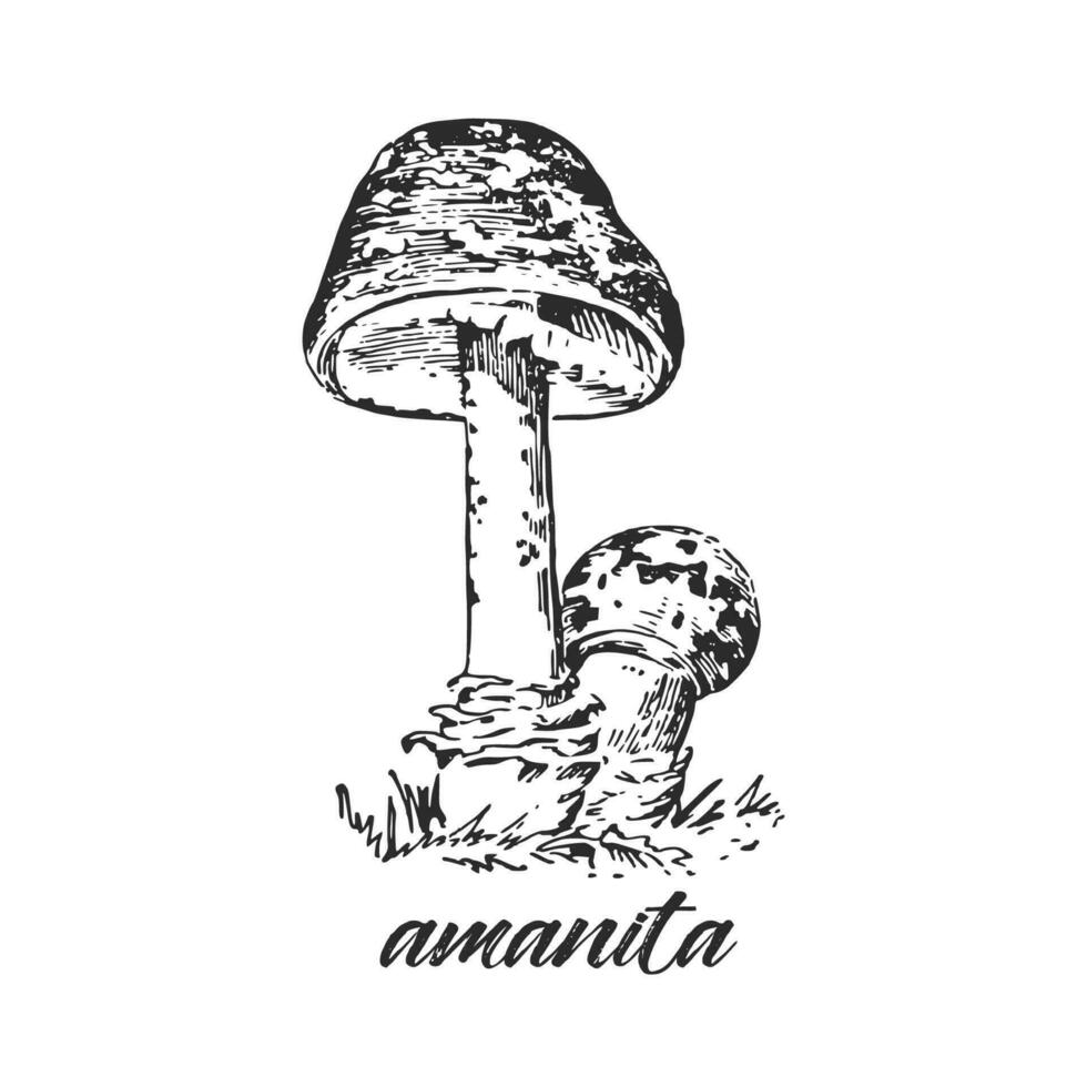 hand- getrokken inkt illustratie van giftig paddestoel amanita muscaria, vliegenzwam. schetsen schets vector. vector