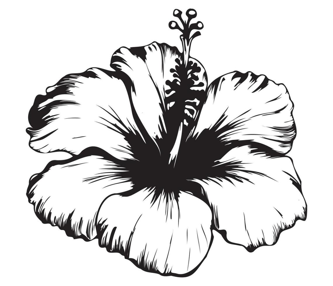 hibiscus geïllustreerd in schets stijl. bloem hand- getrokken illustratie verzameling voor bloemen ontwerp. een element decoratie voor bruiloft uitnodiging, groet kaart, tatoeëren, vector