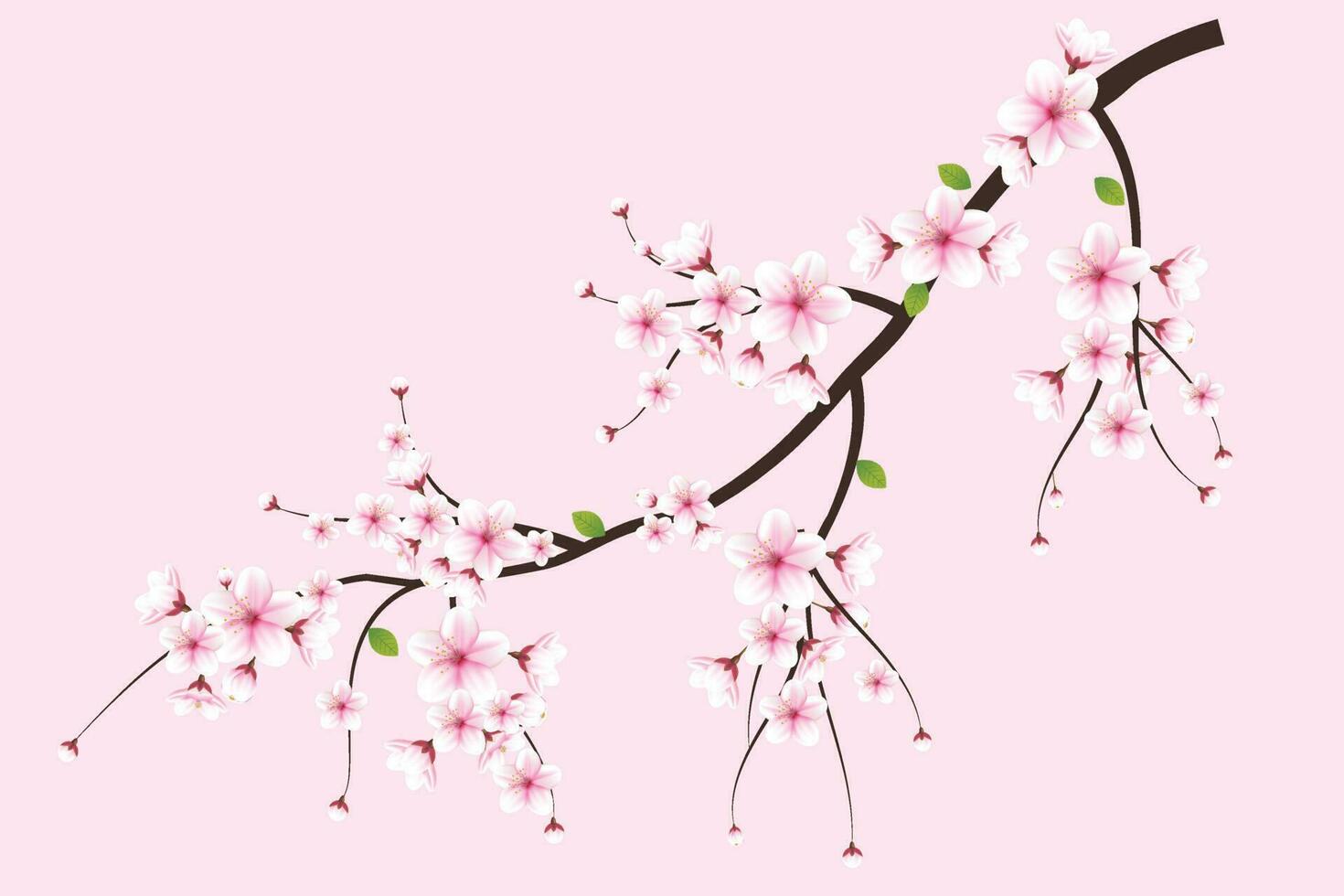 realistisch bloeiend kers bloemen en bloemblaadjes illustratie, kers bloesem vector. roze sakura bloem achtergrond. kers bloesem bloem bloeiend vector