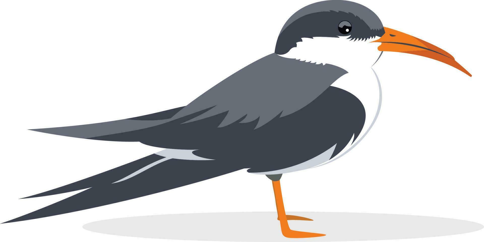 Indisch schuimspaan vogel vector illustratie Indisch schaar Bill rynchops albicollis vector beeld