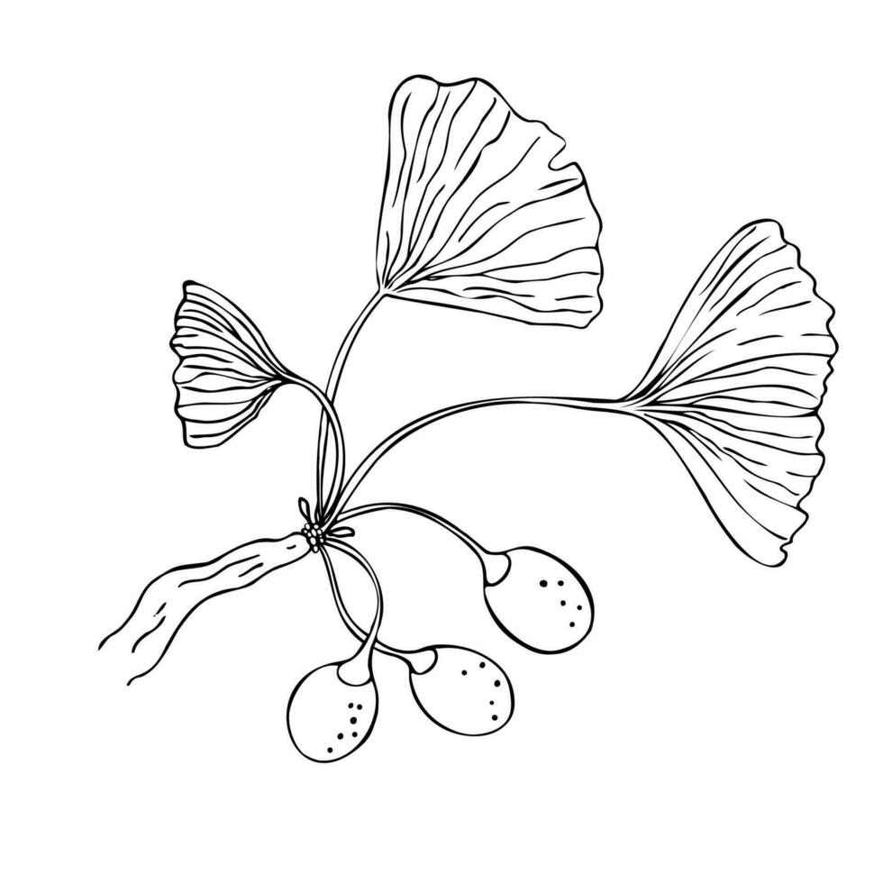 ginkgo biloba Afdeling fabriek schetsen grafisch geïsoleerd vector illustratie. schetsen voor traditioneel geneesmiddel, tuinieren of Koken ontwerp. ginkgo biloba boom detailopname geïsoleerd Aan wit achtergrond